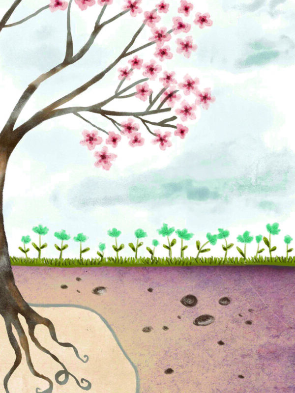 Ilustração "Flor de Cerejeira" - Image 5